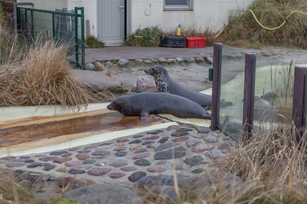 Fütterung in der Seehundstation Friedrichskoog