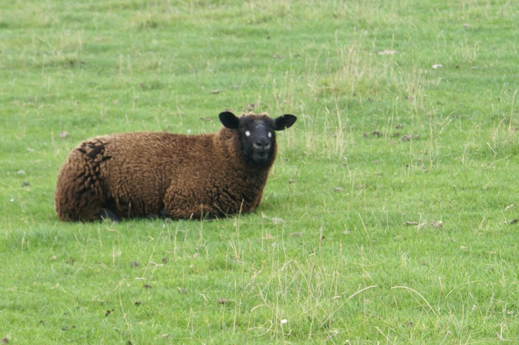 Vieräugiges Schaf