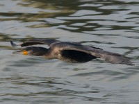 Kormoran im Tiefflug