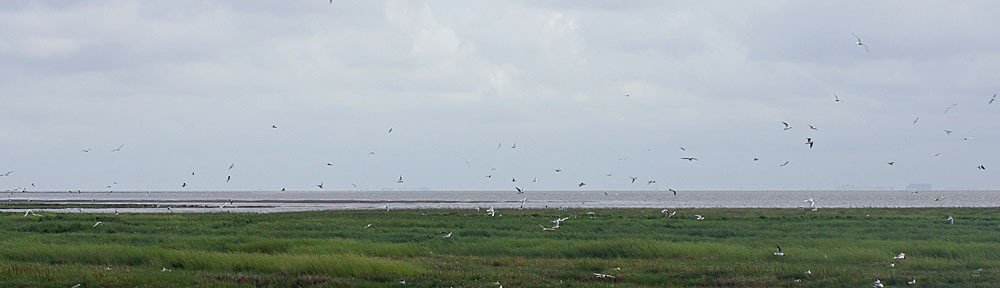 Nordseeluft-Friedrichskoog.de